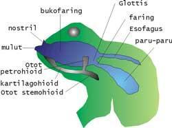 dan kodok, yaitu amfibi yang berkaki tetapi tidak berekor. Di dalam pembahasan tentang system amfibi berikut hanya akan di fokuskan pada katak.