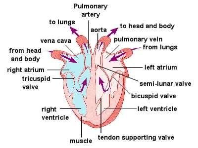 bilik keserambi selama sistol dan katup semilunaris (katup aorta dan pulmonalis) yang berfungsi mencegah aliran balik dari aorta dan arteri pulmonalis kiri ke bilik selama