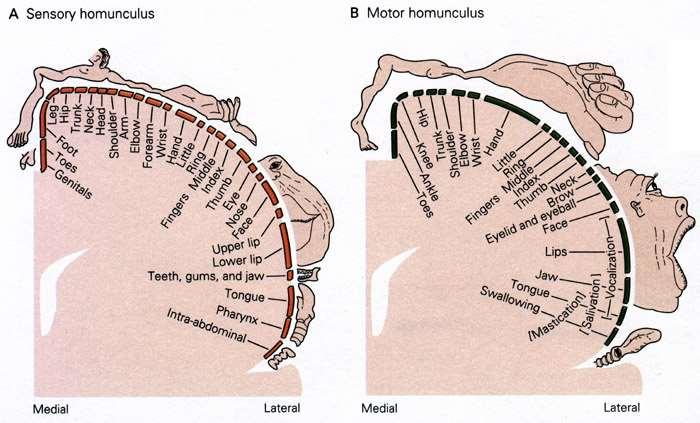 Susunan somatopik korteks motorik primer manusia biasa disebut sebagai Homunculus Motorik (Lihat gambar B).