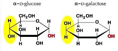 Perbedaan pokok antara D-glukosa dan D-galaktosa (perhatikan daerah