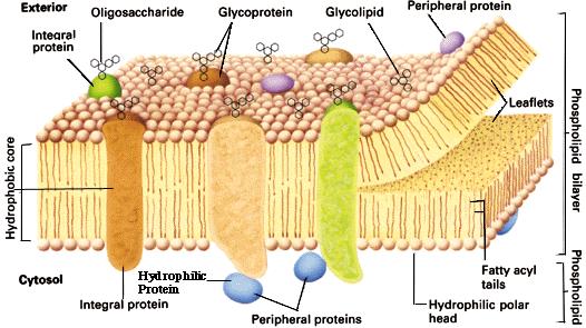 MEMBRAN SEL (membran plasma) Merupakan bagian terluar dari sel, halus, dan elastis Tersusun dari struktur lapis ganda lipid (fosfolipid, glikolipid, kholesterol) dengan protein yang khusus