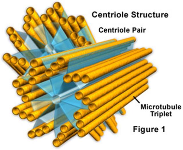 Sentrosome letaknya di sentral dekat nukleous Bentuknya menyerupai bola-bola duri karena adanya seratserat radial.