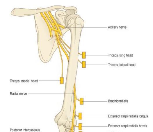 Anatomi femur