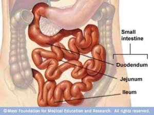 4. USUS HALUS (Intestinum) Panjang usus halus orang dewasa mencapai 6,3 meter dengan diameter 2,5 cm.