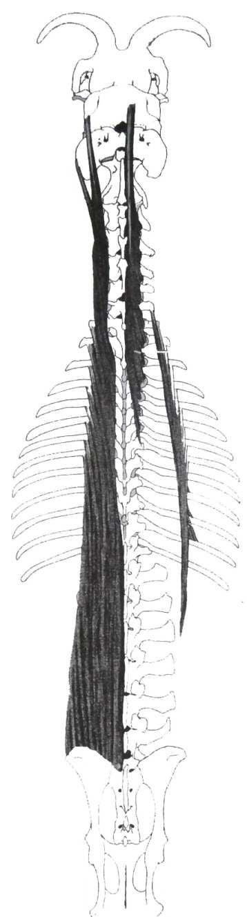 Otot Longissimus thoracis et lumborum Otot Longissimus thoracis et lumborum menempati sudut yang terbentuk oleh thoracis, lumbar vertebrae, rusuk, dan processus transverses, seperti yang terlihat
