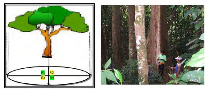 21 b) Pengukuran diaeter tajuk pohon Pengukuran diaeter tajuk dilakukan dengan engukur jari-jari tajuk pohon sebanyak 4 (epat) kali dan saling tegak lurus enurut 4 (epat) arah ata angin utaa (Utara,