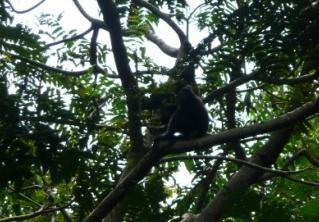 Dengan demikian, kuantitas vegetasi berupa tutupan hutan di lokasi penelitian memiliki pengaruh yang besar bagi keberlangsungan hidup monyet hitam sulawesi.