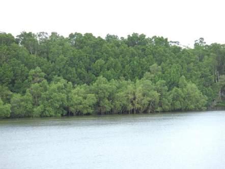 sungai-sungai di Papua yang mempunyai hutan mangrove.