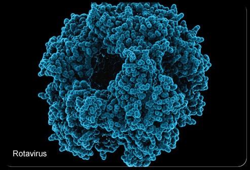 Rotavirus Sebelum pengenalan vaksin yang efektif, rotavirus penyebab diare atas kematian terkait pada anak-anak muda.