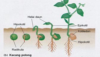 Kotiledon dapat melakukan fotosintesis selama daun belum terbentuk. Contoh tumbuhan ini adalah kacang hijau, kedelai, bunga matahari dan kacang tanah.