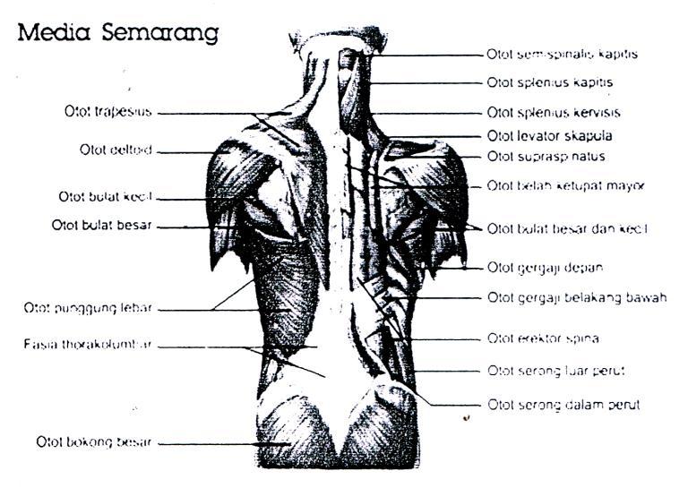 tulang belakang terdapat pula suatu saluran yang disebut saluran sumsum belakang (kanalis medulla spinalis) yang didalamnya terdapat sumsum tulang belakang. 2.5 Kerangka Berfikir Gambar 4.