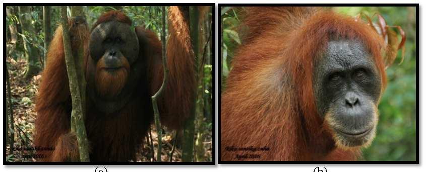 6 antara 50-90 kg, tubuh ditutupi oleh rambut berwarna cokelat kemerahan, tidak berekor, Orangutan jantan pada pipinya lebih lebar seperti kantung dan ukuran yang jantan dua kali lebih besar daripada