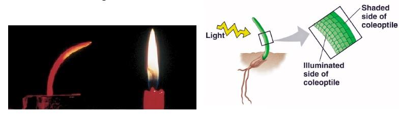 Gambar 8. Pembengkokan arah pertumbuhan menuju cahaya (fototropisme) dipengaruhi oleh auksin.