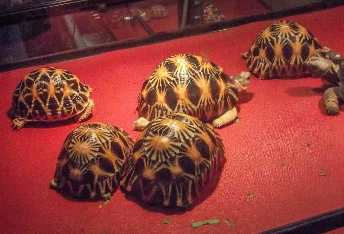 indikator perdagangan kura-kura