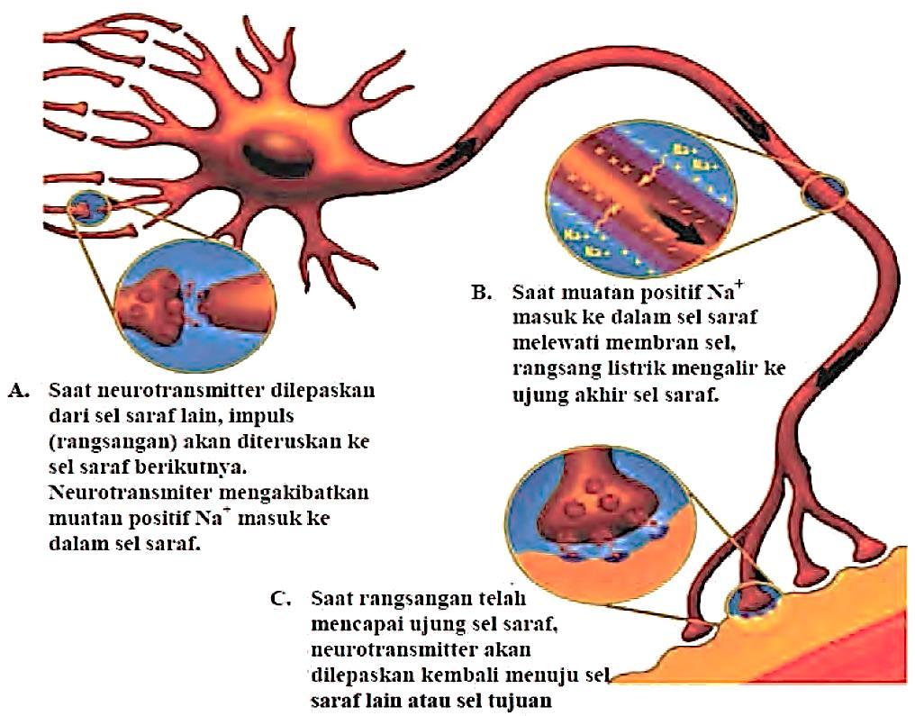 Gambar 3.9 Impuls Listrik pada Saraf Manusia Sumber: Biggs, 2008: 638. Setiap manusia memiliki sistem saraf yang dapat mengontrol gerak otot.