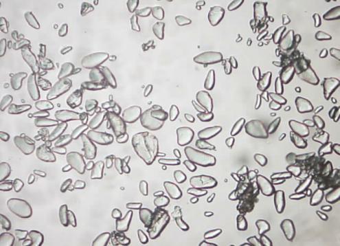 Mikroskopik Uji mikroskopik ini dilakukan untuk mengetahui susunan pati, bentuk hilus dan lamela, serta ukuran granula pati karena bentuk