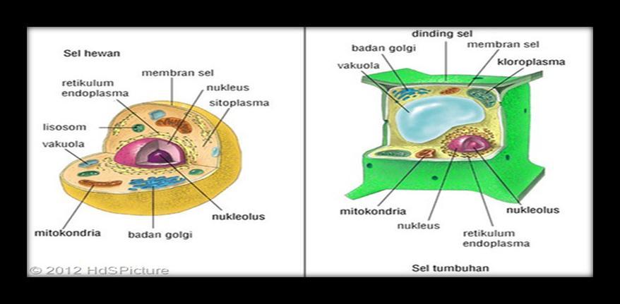 Organel sel yang memiliki ciri-ciri berbentuk oval mempunyai dua lapis membran membran dalam berlekuk untuk memperluas bidang permukaan untuk menyerap oksigen nama dan fungsi organel tersebut adalah
