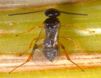 selama beberapa jam (Mohyuddin, 1971). Ukuran larva inang merupakan faktor utama yang berpengaruh terhadap jumlah kokon parasitoid karena parasitoid C.