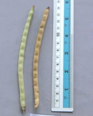 Koleksi rice bean beragam pada bentuk daun (Gambar 4.9) dan umur/fase pertumbuhan serta warna polong (Gambar 4.10).
