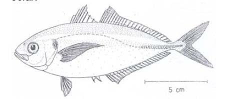 7 Sumberdaya Ikan Selar Kuning Deskripsi dan Morfologi Ikan Selar Kuning (Selaroides leptolepis) memiliki nilai gizi yang tinggi dan merupakan salah satu bahan pangan yang perlu dijaga dan