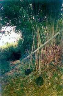 Proses pengawetan atau penyimpanan bambu wulung hitam selama