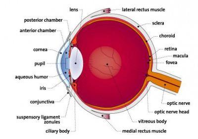 Bagian mata yang mengatur jumlah cahaya yang masuk ke dalam mata adalah ..