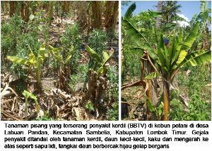 c. Penyakit kerdil pisang Gejala penyakit kerdil pisang di Pulau Lombok telah ditemukan di Kota Mataram pada beberapa pertanaman pisang yang tidak terawat di