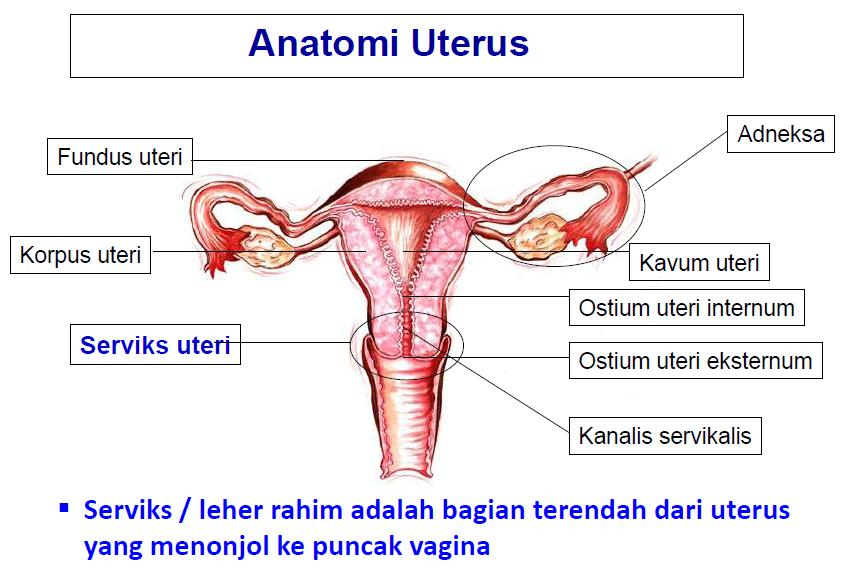 Uterus malformasi Inta Uterin