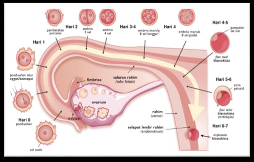 Proses pemberian makan dilakukan embrio mamalia janin pada melalui yaitu dan plasenta √ Embrio