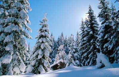 Ekologi Tumbuhan mempunyai musim dingin yang cukup panjang dengan musim kemarau yang panas dan sangat singkat yaitu berlangsung selama 1-3 bulan.