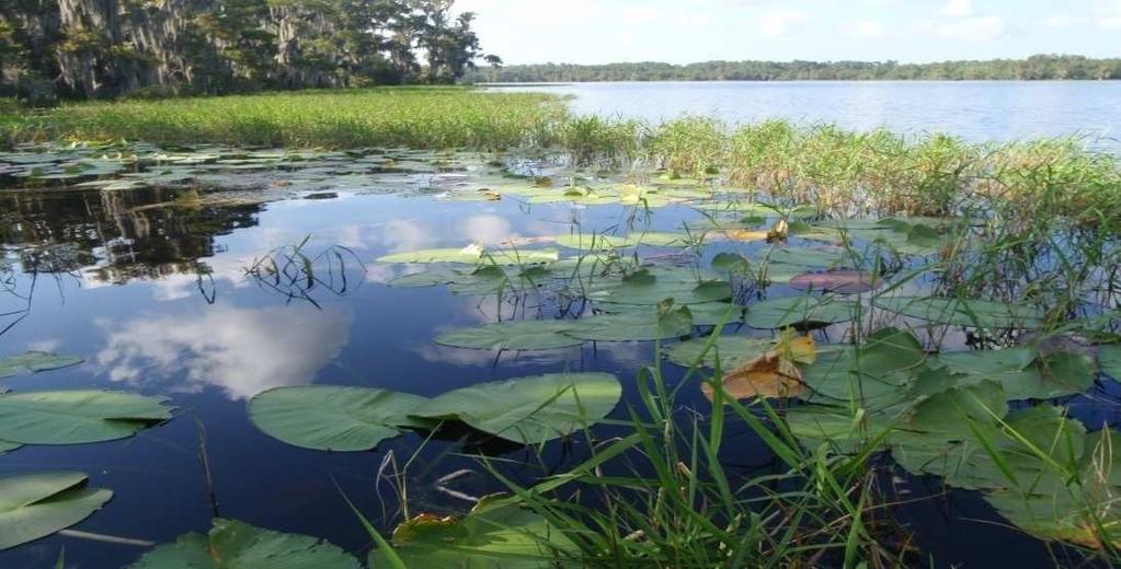 Floating-leaved plants, adalah tumbuhan air yang akarnya di dasar danau, namun daunnya sebagian terendam, dan sebagian lagi mengapung di atas permukaan air. 4).