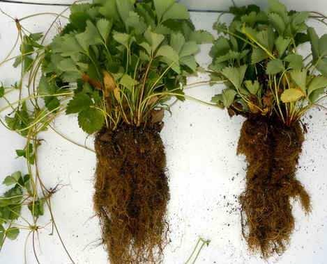 Ekologi Tumbuhan dapat terus berkembang dan bertahan, bahkan ketika kelembaban tanah terlalu rendah untuk sebagian besar bakteri
