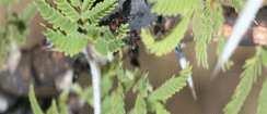 Semut juga menyengat dan merusak tumbuhtumbuhan lain yang menyentuh akasia dan membersihkan semua tumbuhan yang ada di bawah akasia.