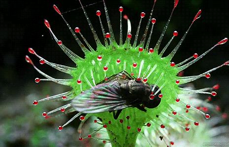 : Nepenthaceae) memiliki kantung dan penutup, yang digunakan untuk menjebak dan mencerna serangga/hewan mangsa yang terperangkap (Gambar 5.6).