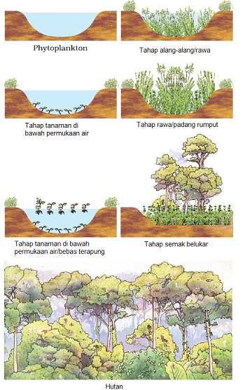 C. Jenis-jenis Suksesi Ekologi Tumbuhan 1.