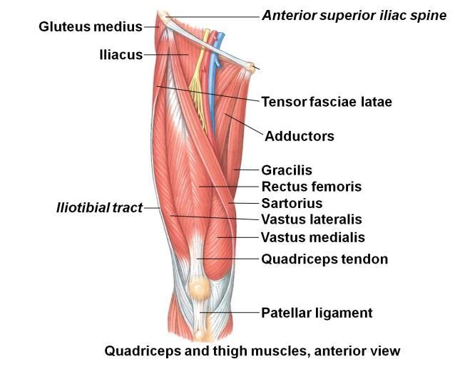 Otot fleksor dan otot ekstensor bekerja secara