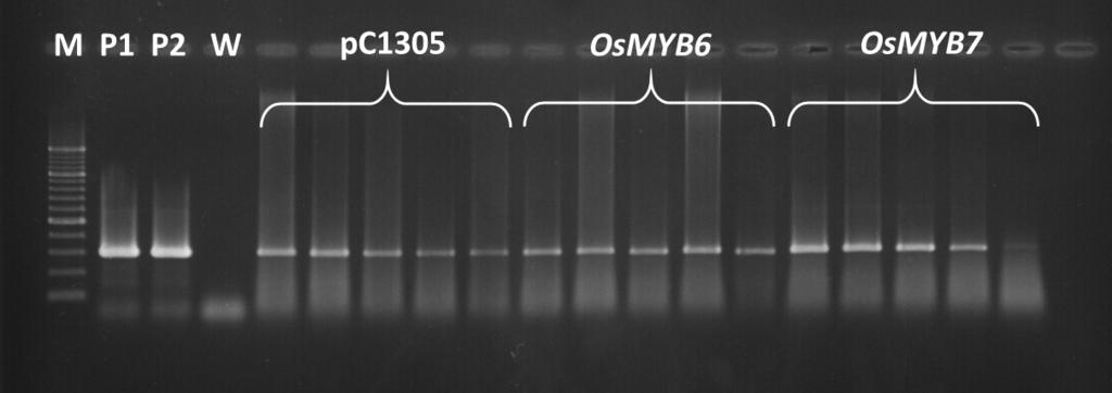WINDIASTRI et al. Transformasi genetik padi Nipponbare 223 Gambar 2. Elektroforegram hasil amplifikasi gen hptii pada total genom masing-masing tanaman transforman.