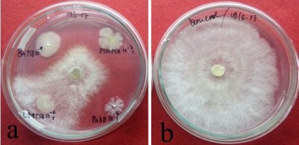 RAHMA et al. Rizobakteri penghambat pertumbuhan Diplodia maydis 227 Difusi cakram. Uji senyawa bioaktif dari supernatan dilakukan menggunakan metode difusi kertas cakram (Muharni et al.
