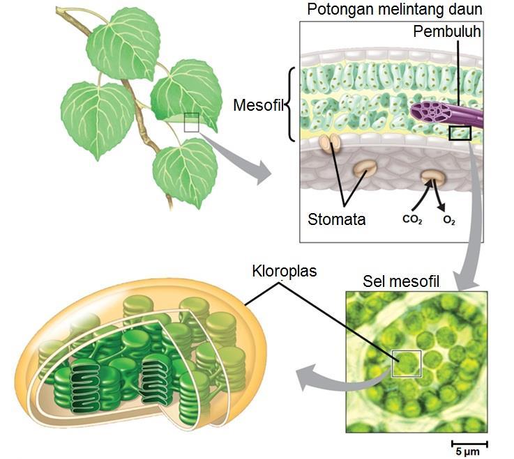 Fotosintesis sebagian besar berlangsung pada jaringan