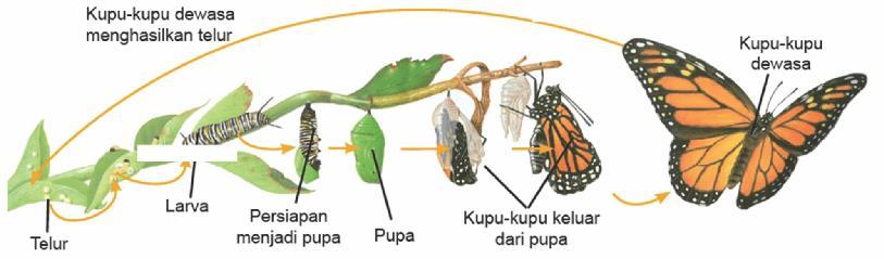 Tanaman tahapan adalah penyerbukan petani siklus yang kupu-kupu dalam membantu Proses Terjadinya