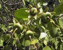 Jenis Usaha HHBK pada Ekosistem Mangrove : Buah dan Daun Jasa ekowisata alam Lebah madu Sylvofishery Produk-produk olahan buah mangrove : Sabun Selai Sirop