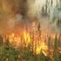 Kebakaran Hutan di Indonesia: