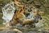 STRATEGI DAN RENCANA AKSI KONSERVASI HARIMAU SUMATERA (Panthera tigris sumatrae)