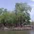 Ancaman Terhadap Hutan Mangrove di Indonesia dan Langkah Strategis Pencegahannya