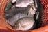 Produksi ikan nila (Oreochromis niloticus Bleeker) kelas pembesaran di kolam air tenang