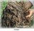 TINJAUAN PUSTAKA. A. Kompos Limbah Pertanian. menjadi material baru seperti humus yang relatif stabil dan lazim disebut kompos.