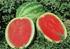 III. METODE PENELITIAN. Semangka merah tanpa biji adalah salah satu buah tropik yang diproduksi dan