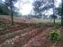 Evaluasi Status Hara Tanah Berdasarkan Posisi Lahan di Kebun Inti Tanaman Gambir (Uncaria gambir Roxb.) Kabupaten Pakpak Bharat