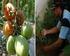 Produksi tanaman tomat yang melimpah khususnya di wilayah Karesidenan
