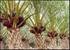 TINJAUAN PUSTAKA. Tanaman kelapa sawit (Elaeis guinensis Jack) berasal dari Nigeria, Afrika